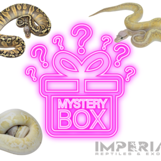 Mystery Box Ball Python