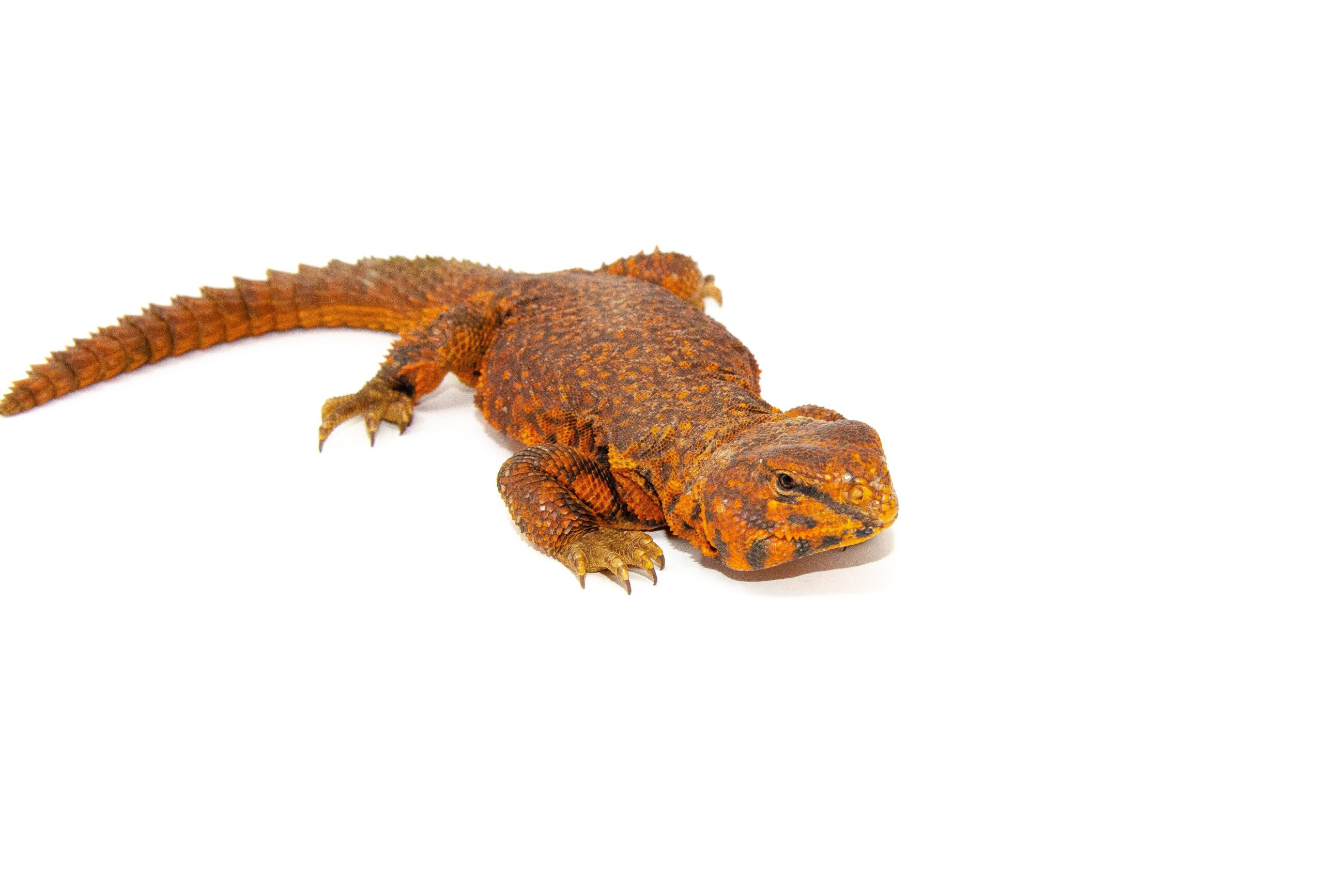 Super Red Niger Uromastyx (Uromastyx geyri) - Image 2