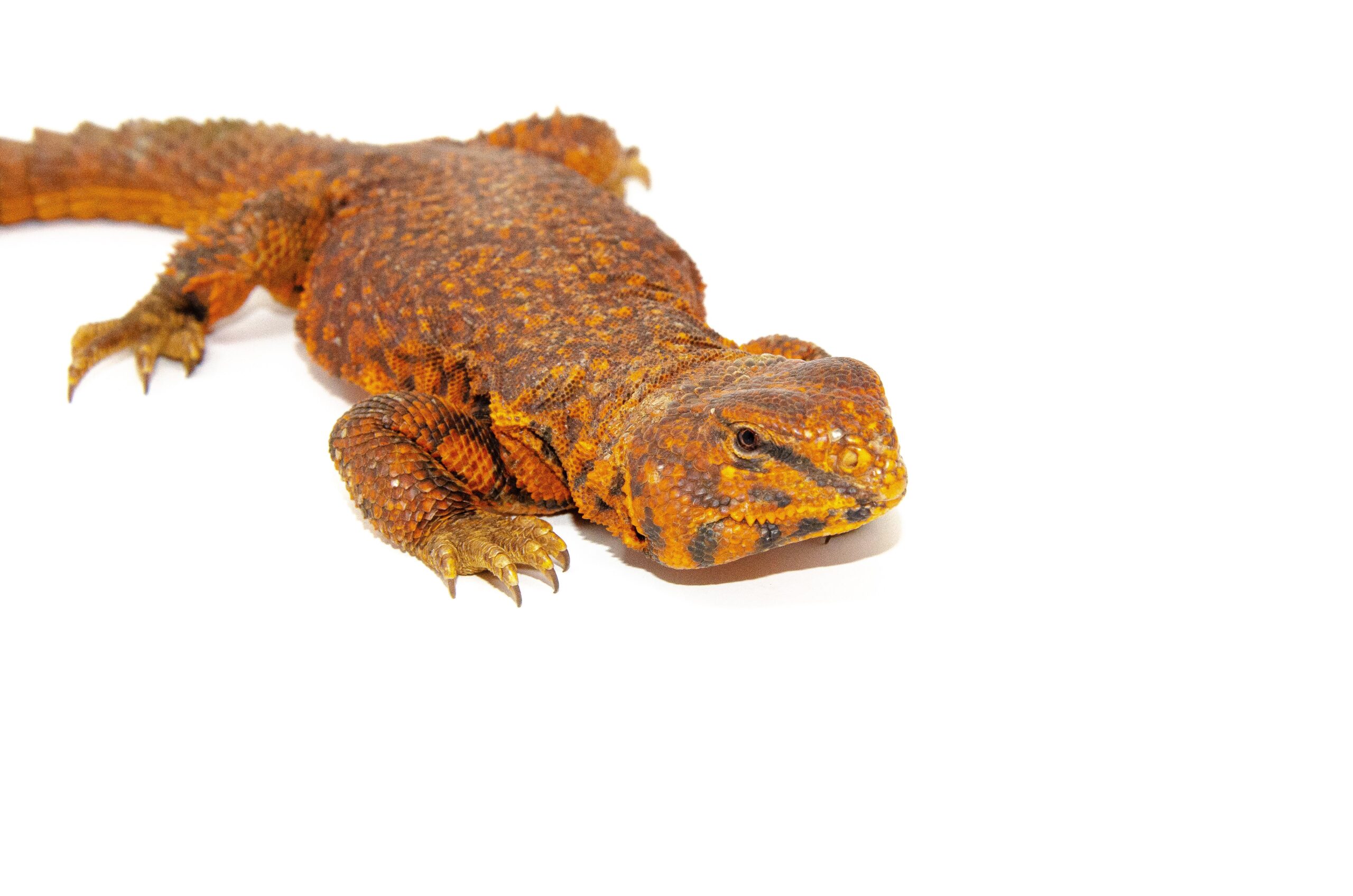 Super Red Niger Uromastyx (Uromastyx geyri) - Image 3