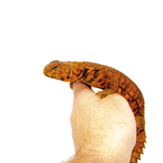 Super Red Niger Uromastyx (Uromastyx geyri)