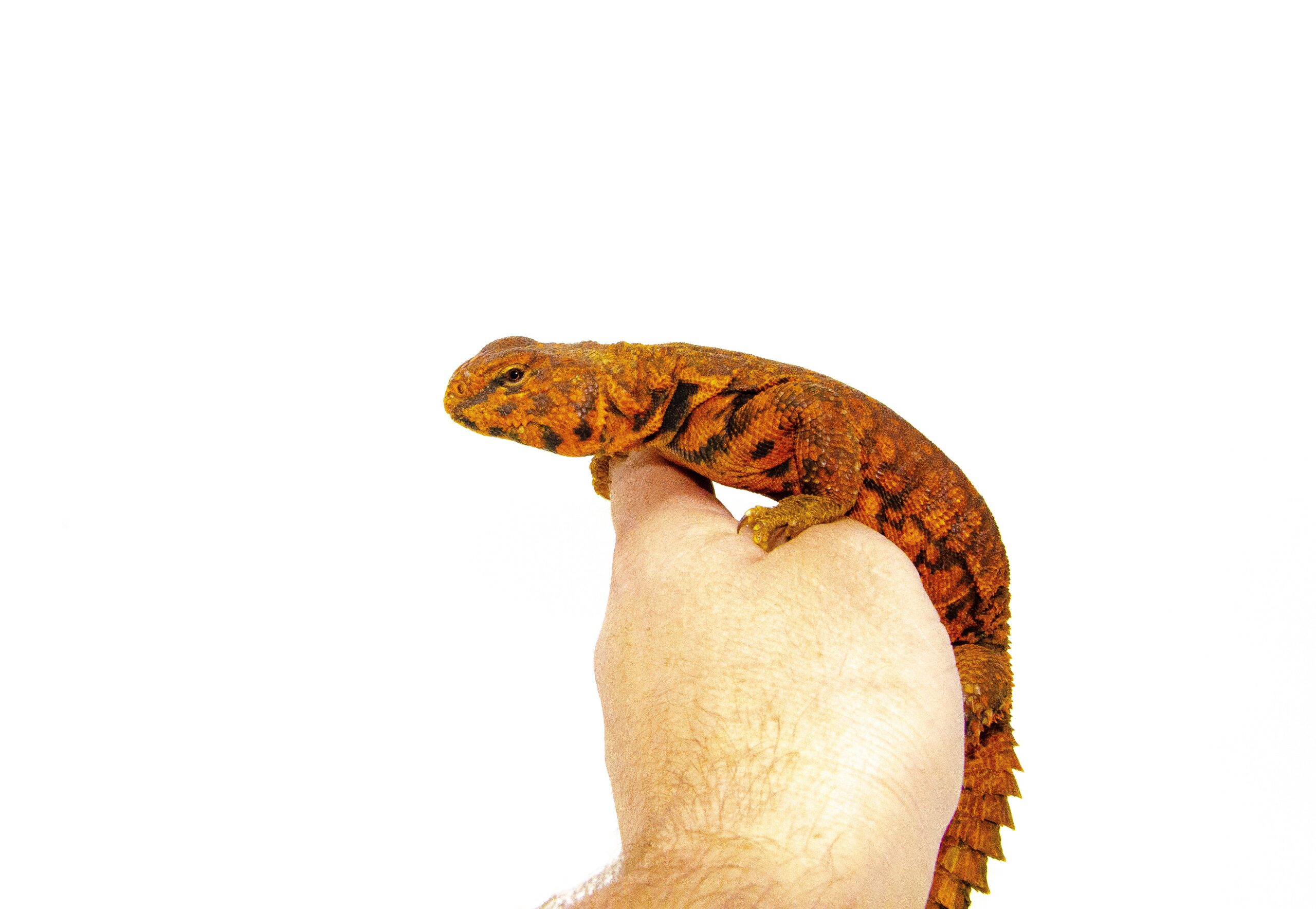 Super Red Niger Uromastyx (Uromastyx geyri)