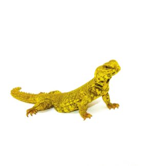 Super Yellow Niger Uromastyx (Uromastyx Geyri)
