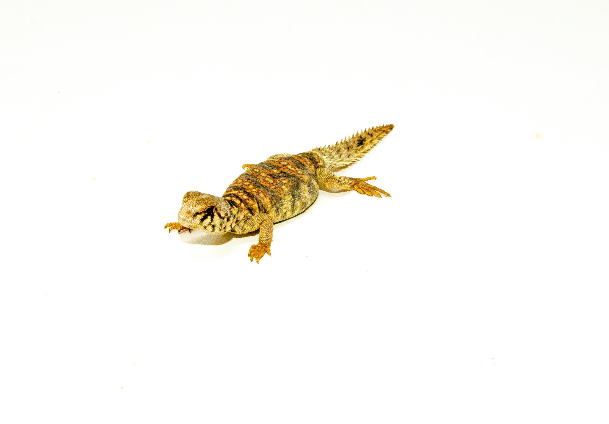 Ornate Uromastyx Babies (Uromastyx ornata)