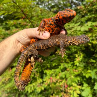 Super Red Niger Uromastyx Adult Pair #3 (Uromastyx geyri)