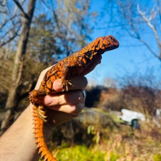 Super Red Niger Uromastyx Adult Pair #2502 (Uromastyx geyri)