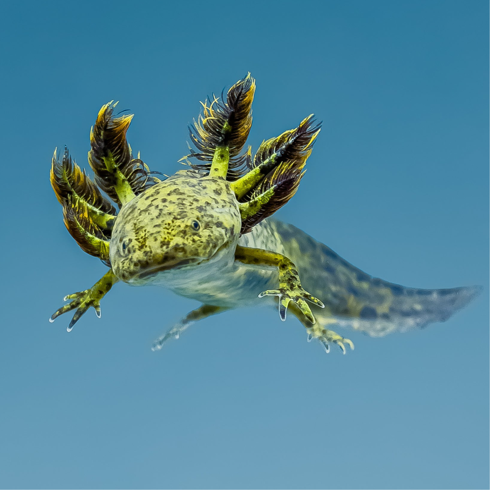 Wild Type Axolotl - Image 3