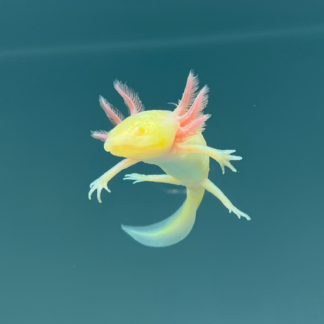 GFP Albino Melanoid Axolotl