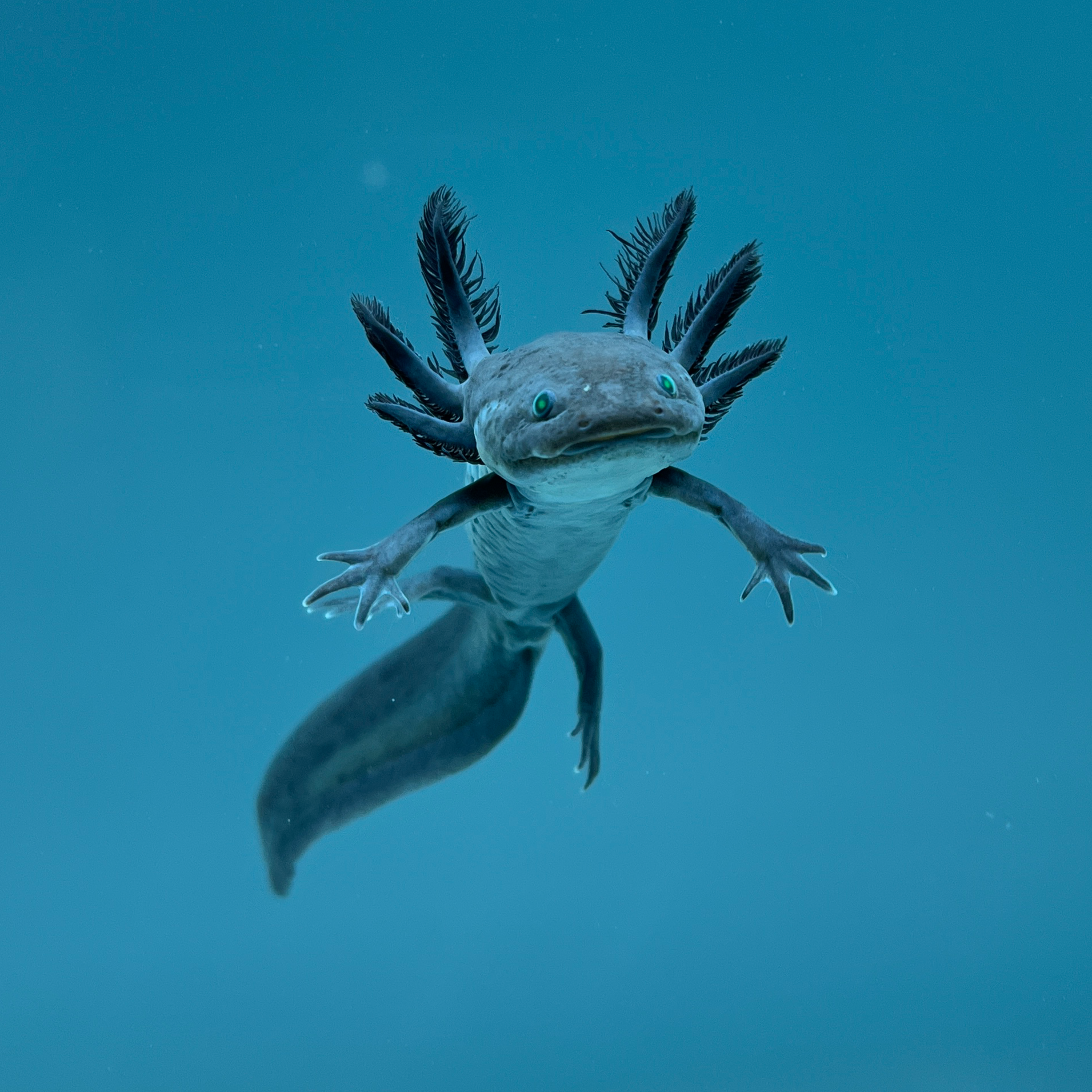 GFP Melanoid Axolotl