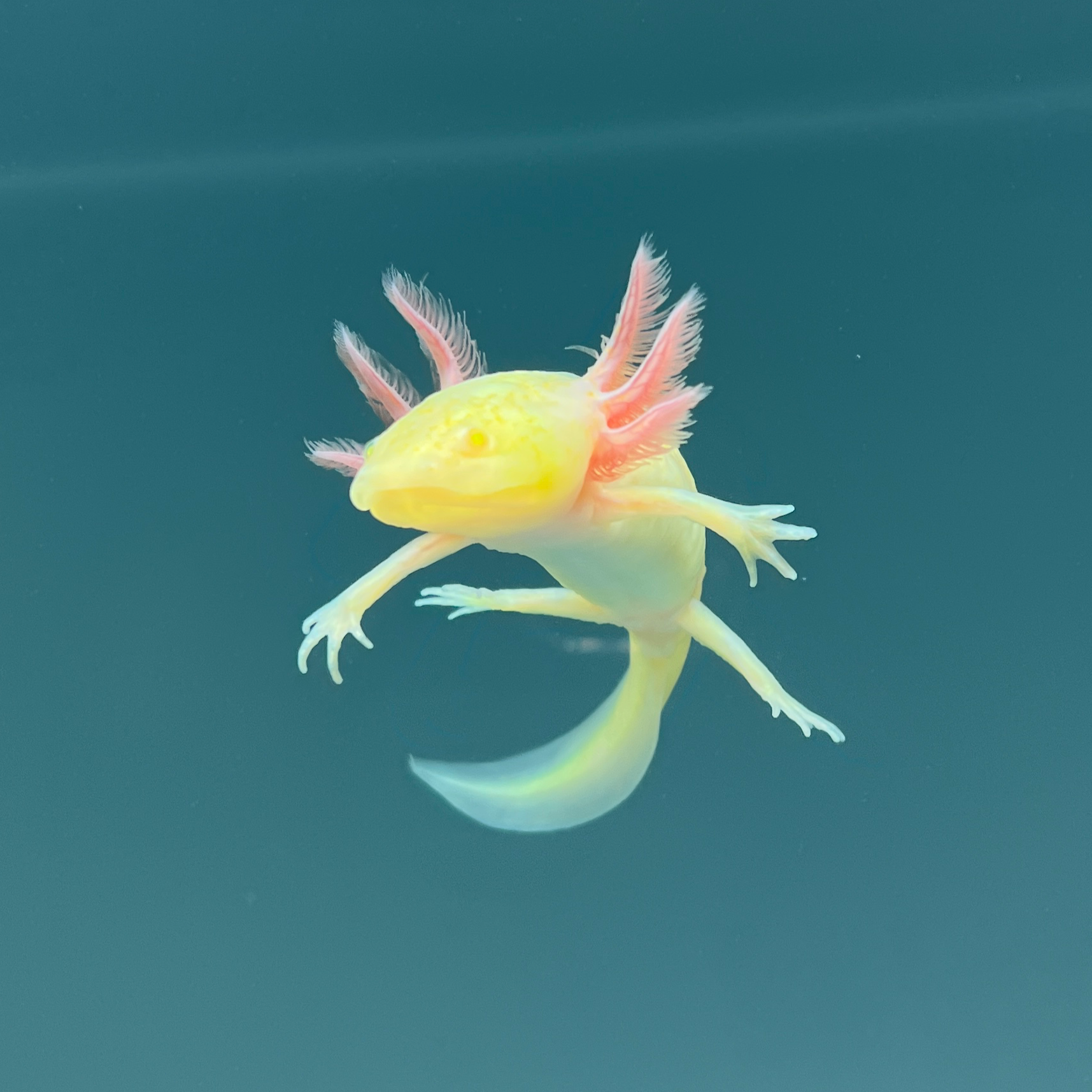 GFP Albino Melanoid Axolotl