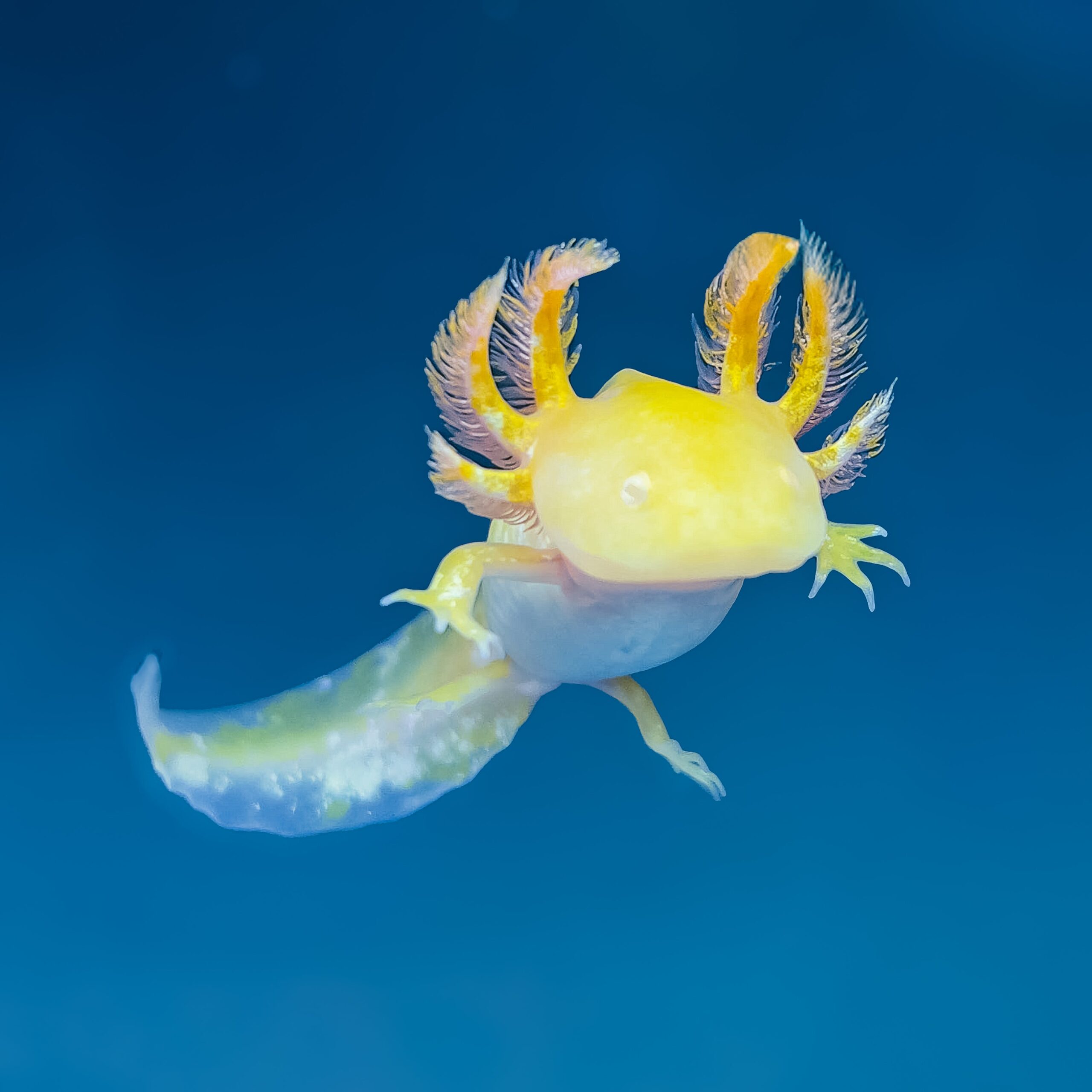Golden Albino Axolotl - Image 3