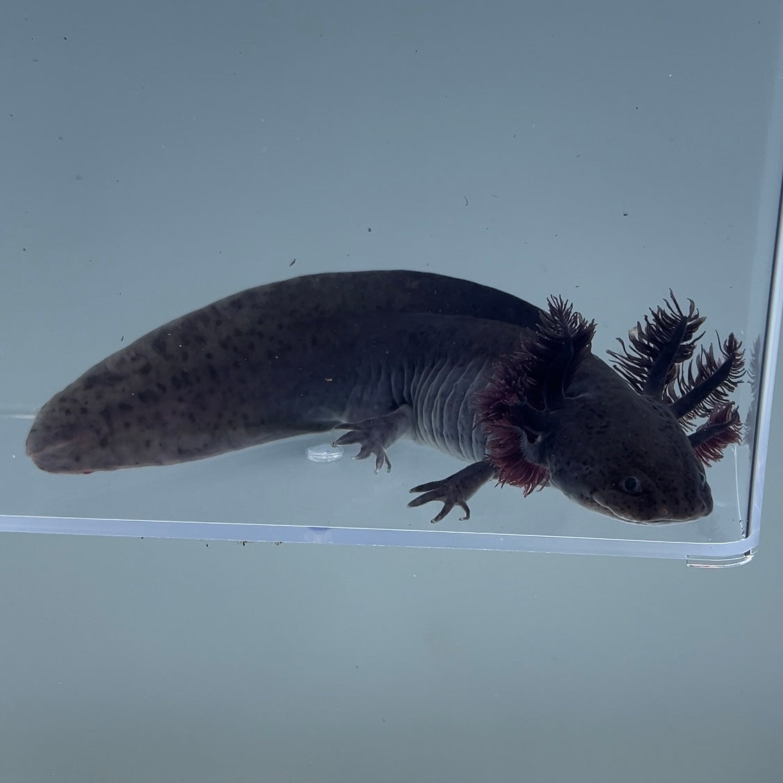 Eclipse (Unsexed) - Image 2