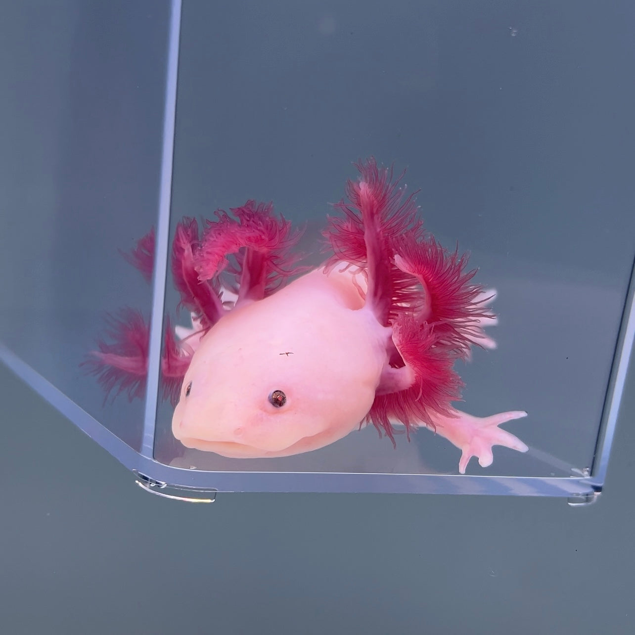 Misty (Female) - Image 2