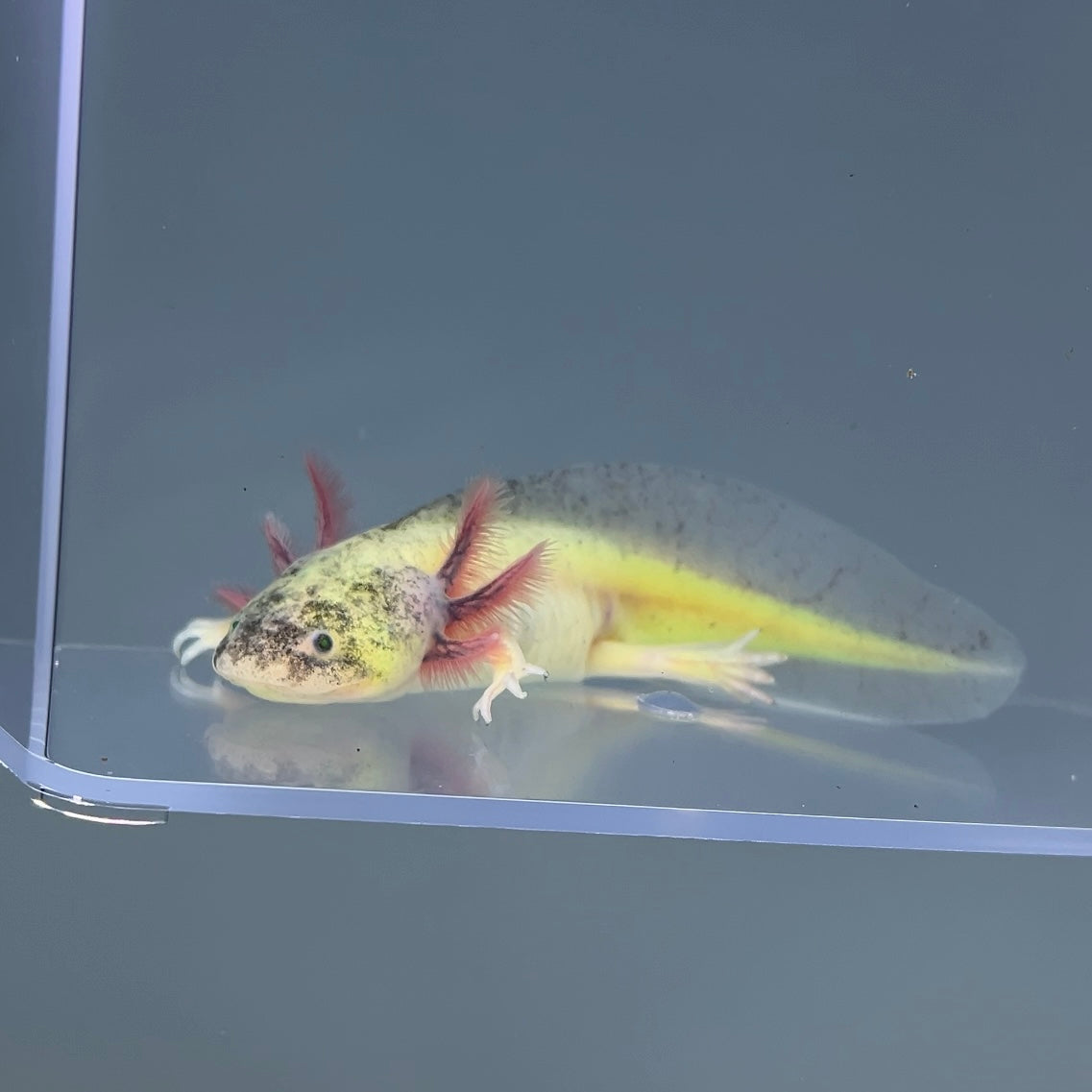 Comet (Unsexed) photo 1 — Local Reptile Shows