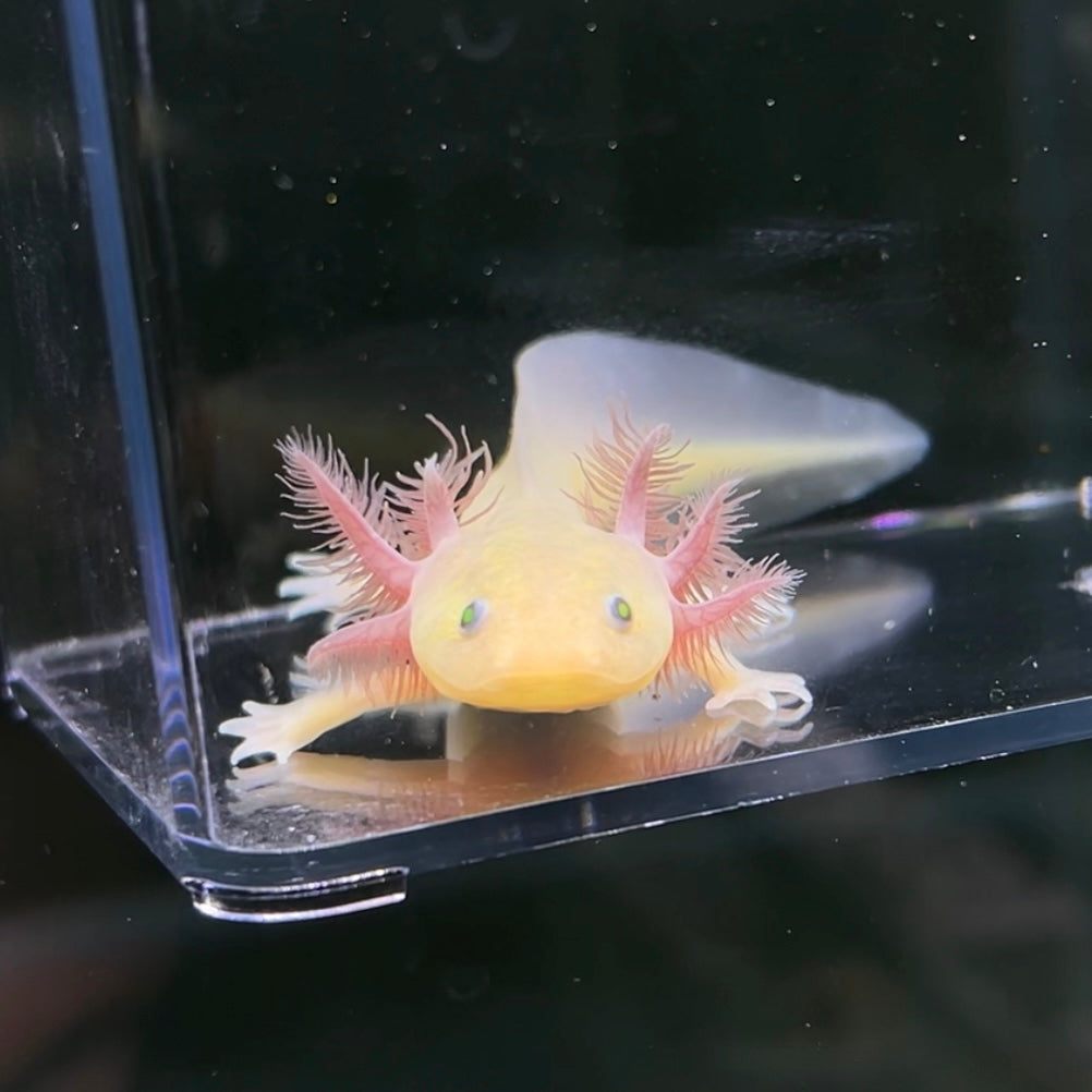 GFP Copper Melanoid Axolotl