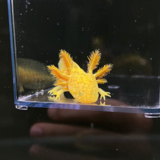 GFP Copper Axolotl