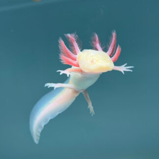 Albino Melanoid Axolotl