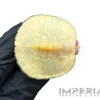 Find Reptile Expos Near You in 2026