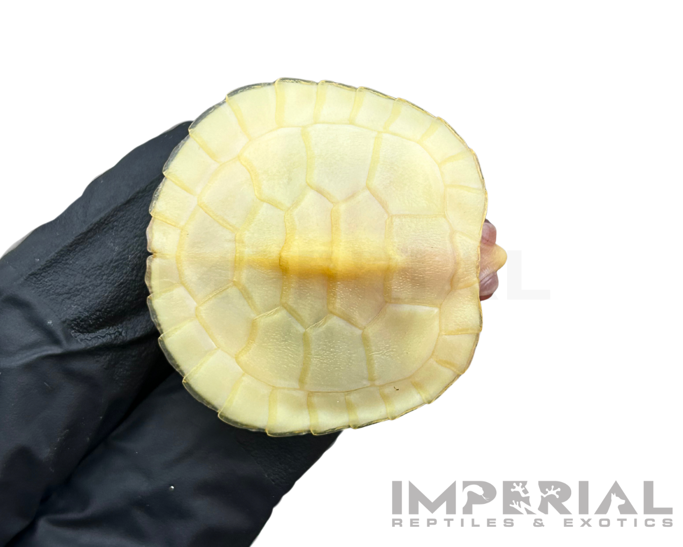 Lubino Red Ear Slider Turtle Baby