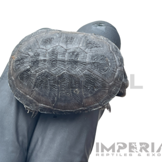 African Dwarf Mud Turtle Baby