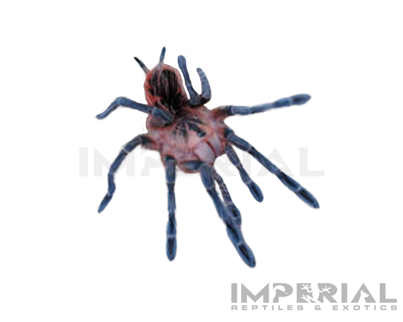 Purple Starburst Bird-eater Tarantula (Pamphobeteus sp. 'Machala') — Invertebrates for Sale | Local Reptile Shows