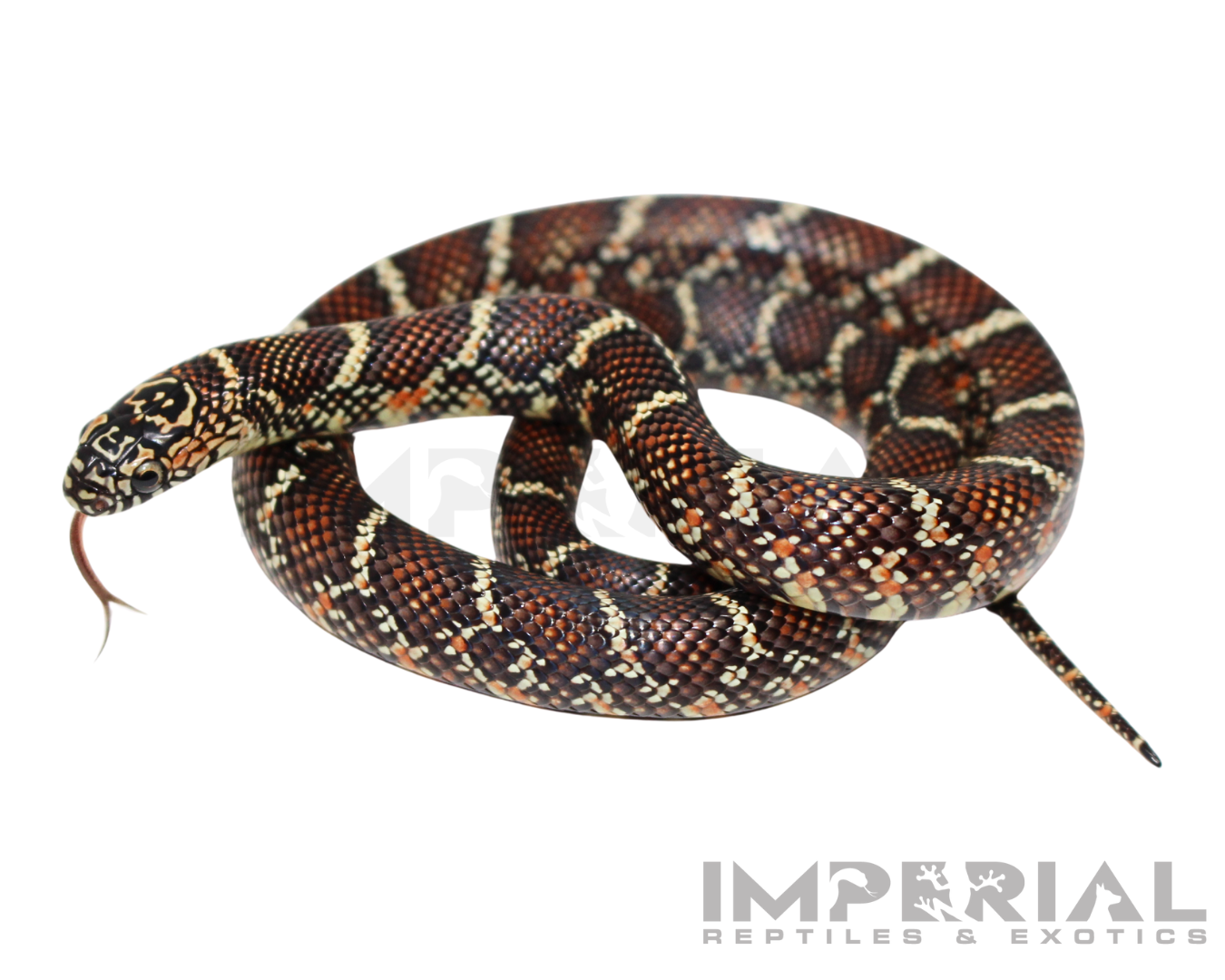 White Cheek Brooks Kingsnake Baby