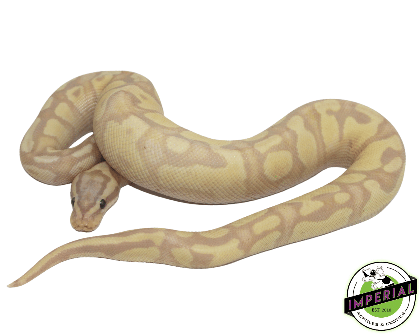 Banana Pastel Fire Ball Python