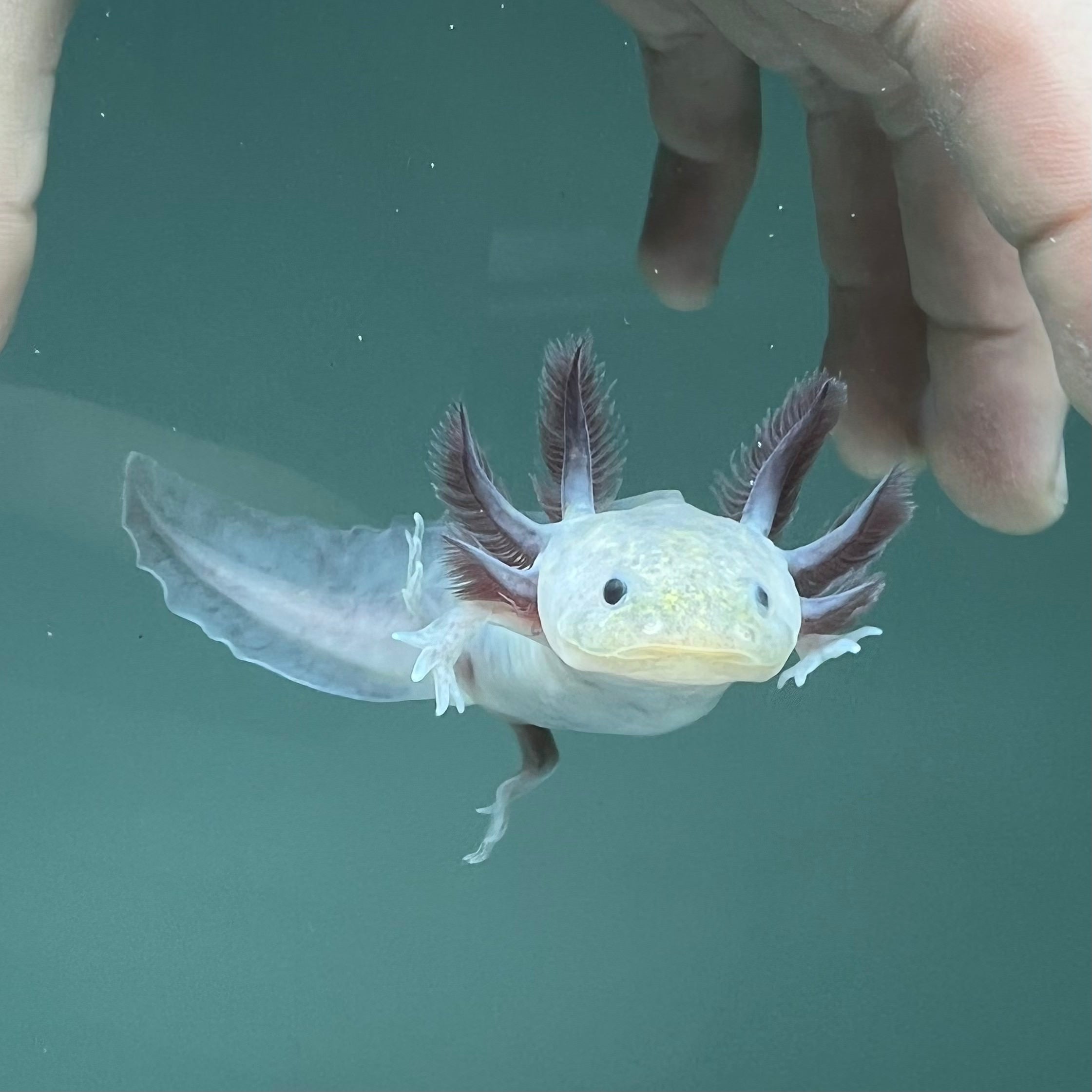 Hypomelanistic Melanoid Axolotl