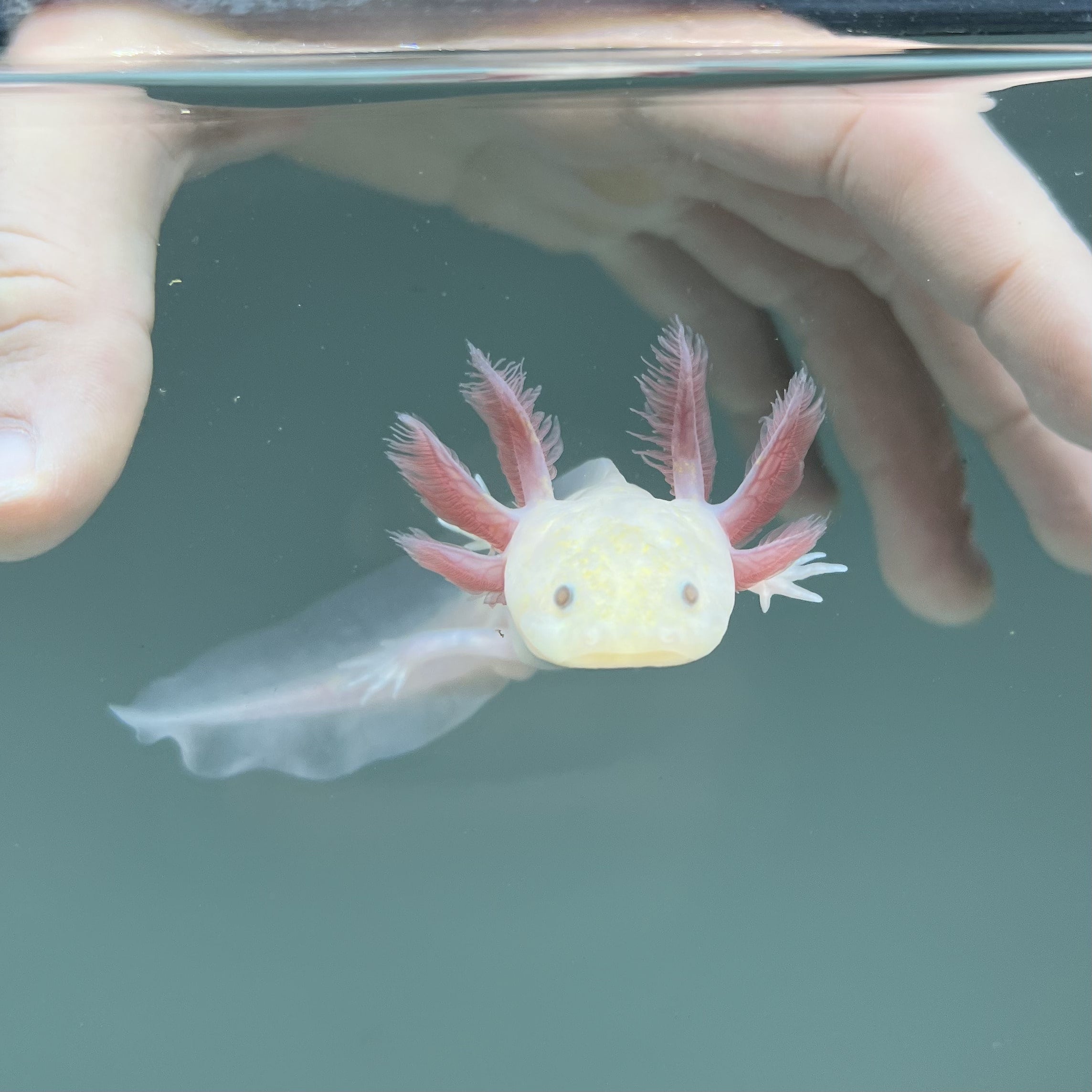 Light Hypomelanistic Melanoid Axolotl - Image 3