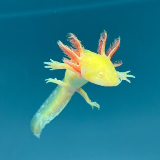 GFP Golden Albino Axolotl