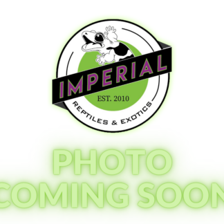 Terrarium Background Foam