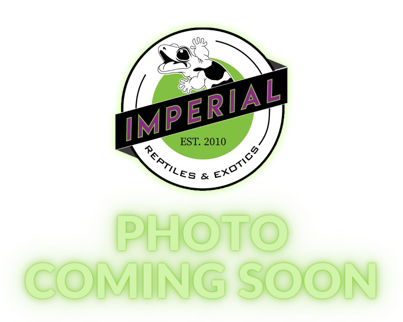 Terrarium Background Foam