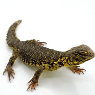 Super Yellow Niger Uromastyx Adult Male #1 (Uromastyx geyri)
