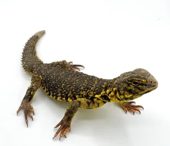 Super Yellow Niger Uromastyx Adult Male #1 (Uromastyx geyri)