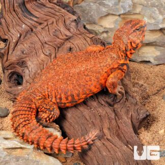 Super Red Niger Uromastyx Adult Male (Uromastyx geyri)